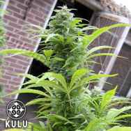 Kulu Seeds Early California